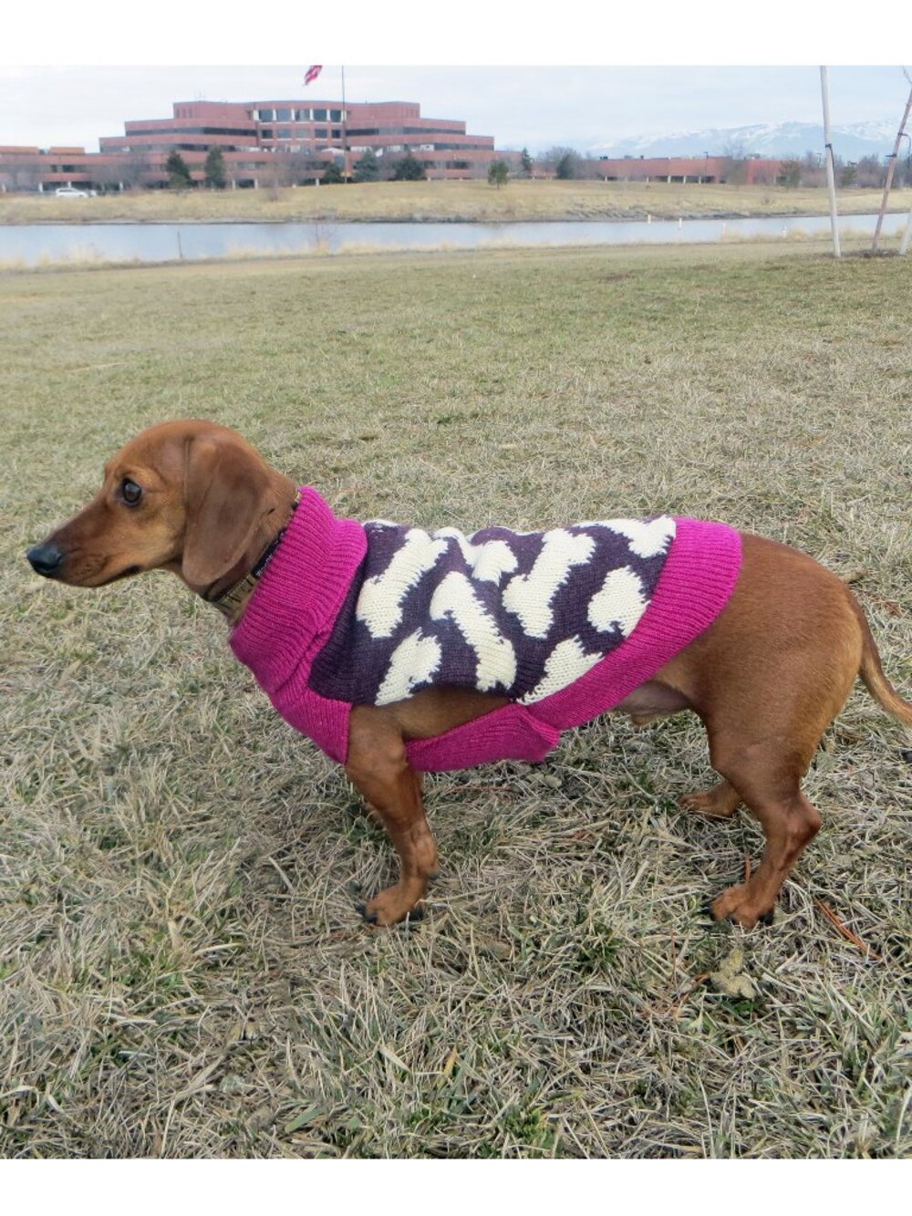 NWT size SMALL dog NEW sweater WORLD MARKET knit pet purple white bone cute warm